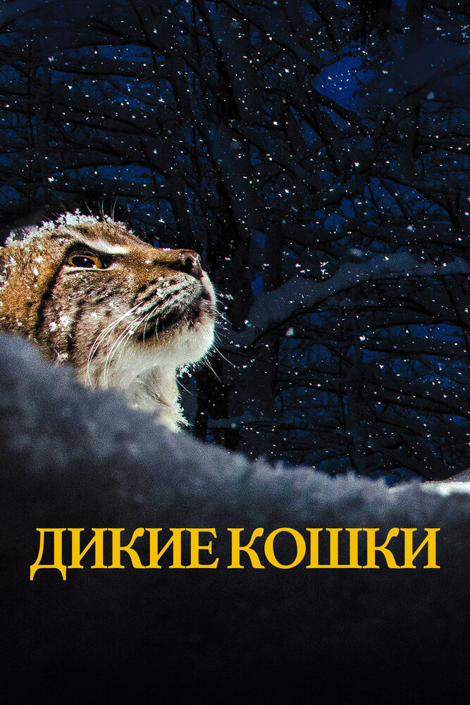 Дикие кошки (2021) постер